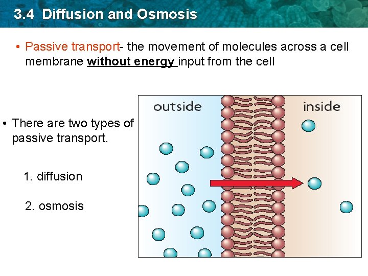 3. 4 Diffusion and Osmosis • Passive transport- the movement of molecules across a