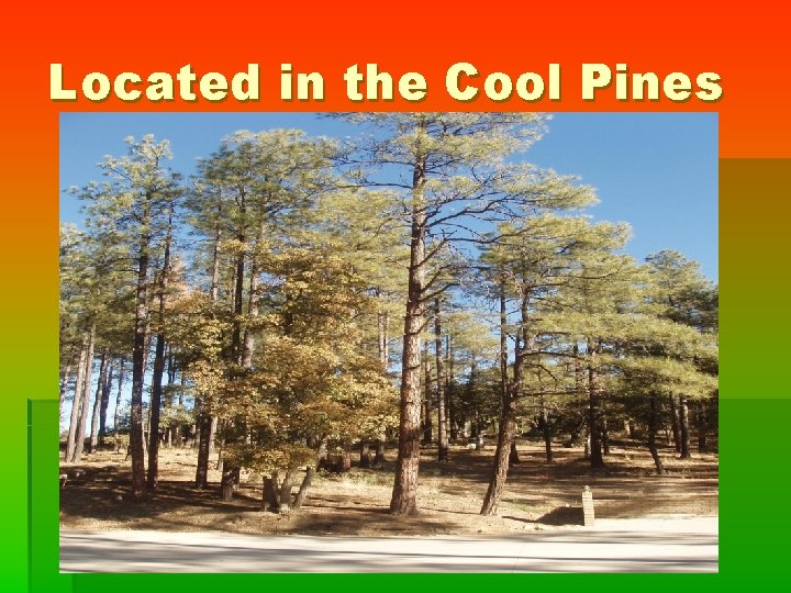 Located in the Cool Pines 