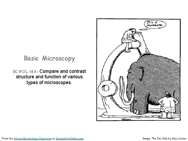 Basic Microscopy SC. 912. L. 14. 4 - Compare and contrast structure and function