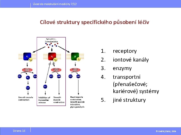 Úvod do molekulární medicíny 7/12 Cílové struktury specifického působení léčiv 1. 2. 3. 4.