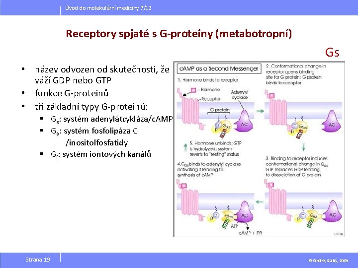 Úvod do molekulární medicíny 7/12 Receptory spjaté s G-proteiny (metabotropní) Gs • název odvozen