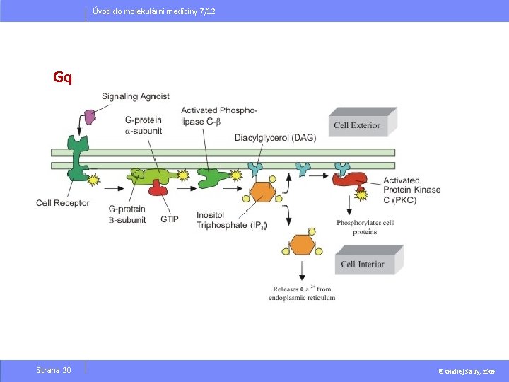 Úvod do molekulární medicíny 7/12 Gq Strana 20 © Ondřej Slabý, 2009 