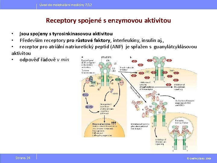 Úvod do molekulární medicíny 7/12 Receptory spojené s enzymovou aktivitou • jsou spojeny s