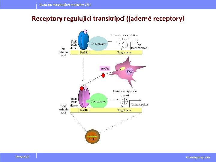 Úvod do molekulární medicíny 7/12 Receptory regulující transkripci (jaderné receptory) Strana 26 © Ondřej