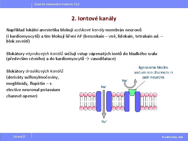 Úvod do molekulární medicíny 7/12 2. Iontové kanály Například lokální anestetika blokují sodíkové kanály