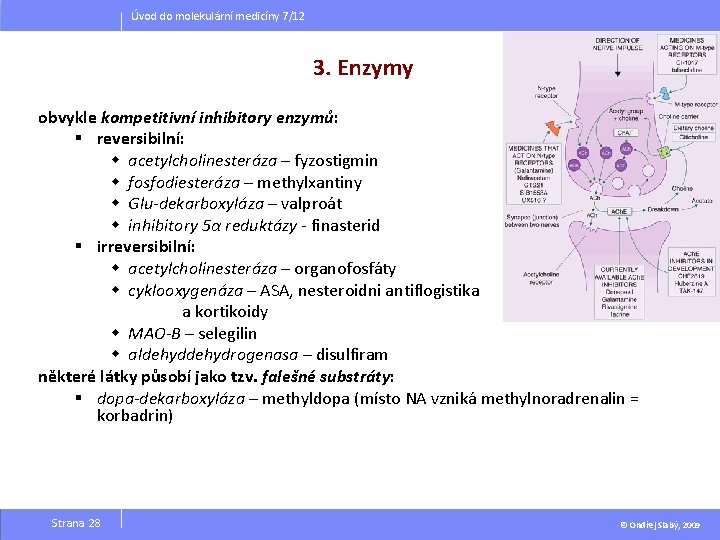 Úvod do molekulární medicíny 7/12 3. Enzymy obvykle kompetitivní inhibitory enzymů: § reversibilní: w