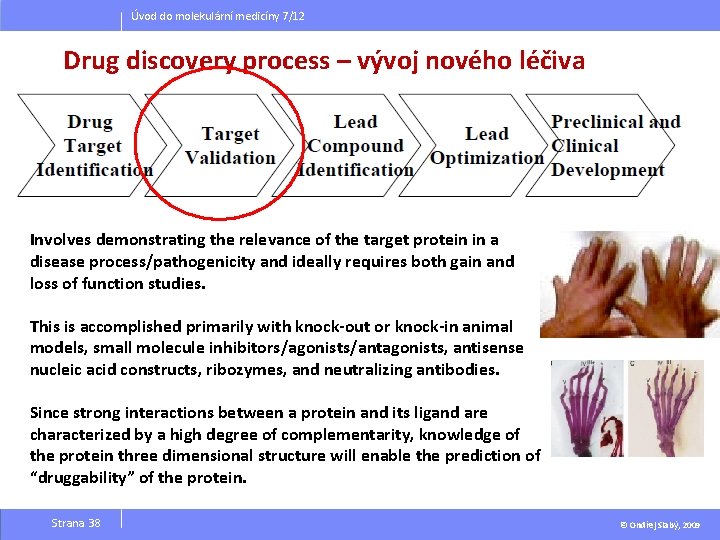 Úvod do molekulární medicíny 7/12 Drug discovery process – vývoj nového léčiva Involves demonstrating