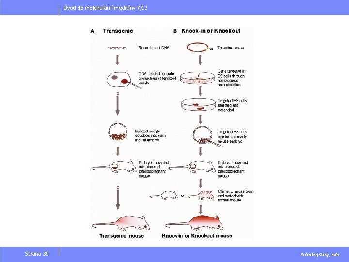 Úvod do molekulární medicíny 7/12 Strana 39 © Ondřej Slabý, 2009 