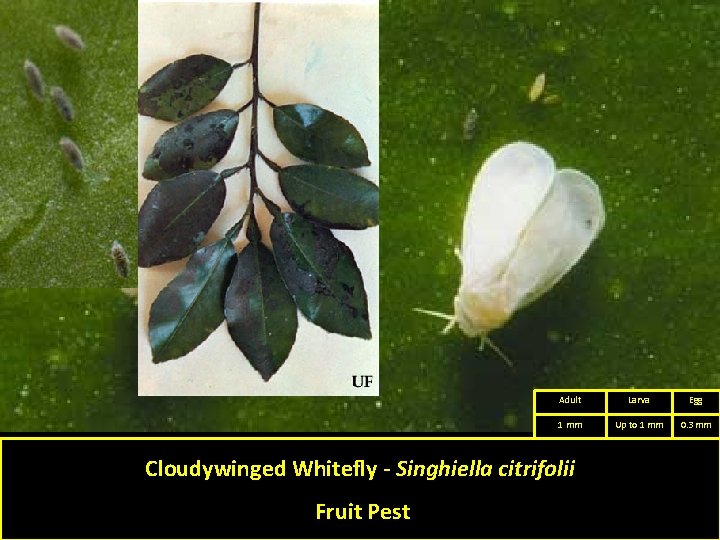 Adult Larva Egg 1 mm Up to 1 mm 0. 3 mm Cloudywinged Whitefly