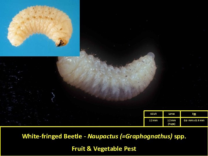 Adult Larva Egg 12 mm (Pupa) 0. 9 mm x 0. 6 mm White-fringed