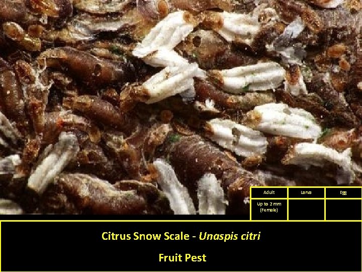 Adult Up to 2 mm (Female) Citrus Snow Scale - Unaspis citri Fruit Pest