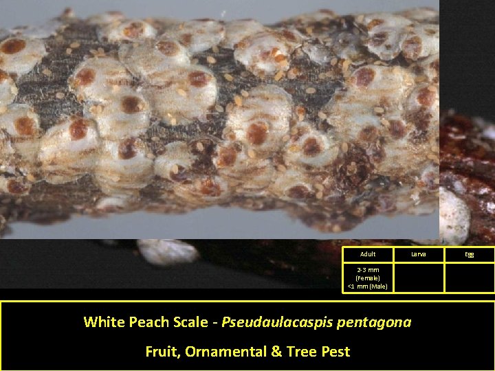 Adult Larva 2 -3 mm (Female) <1 mm (Male) White Peach Scale - Pseudaulacaspis