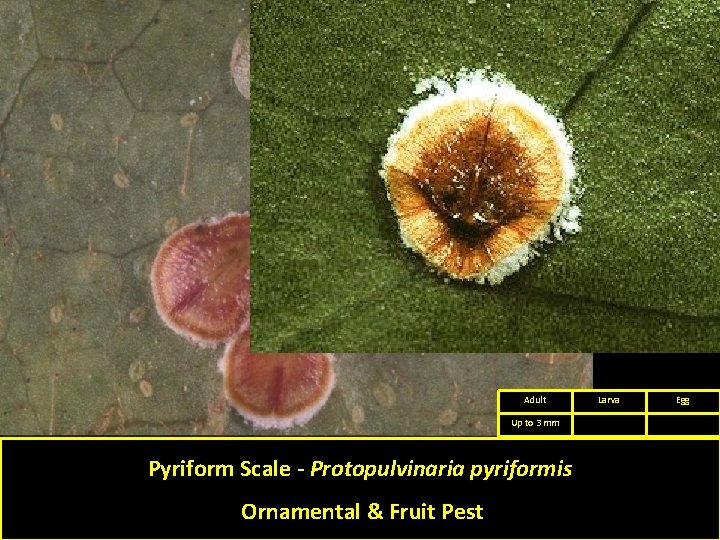 Adult Up to 3 mm Pyriform Scale - Protopulvinaria pyriformis Ornamental & Fruit Pest