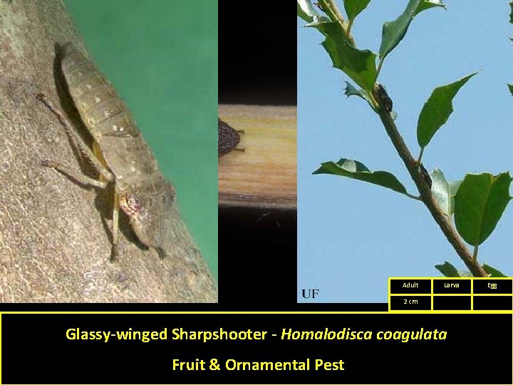 Adult Larva 2 cm Glassy-winged Sharpshooter - Homalodisca coagulata Fruit & Ornamental Pest Egg