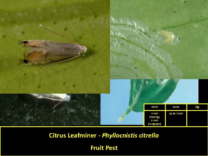 Adult Larva 2 mm (Resting) 4 mm (Wingspan) Up to 3 mm Citrus Leafminer