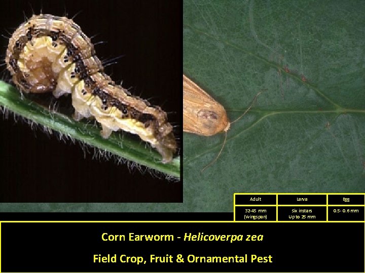 Adult Larva Egg 32 -45 mm (Wingspan) Six instars Up to 25 mm 0.