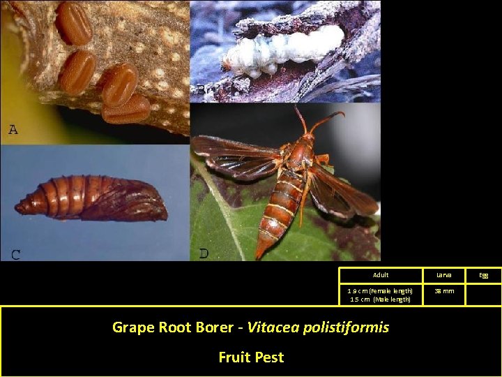 Adult Larva 1. 9 cm (Female length) 1. 5 cm (Male length) 38 mm