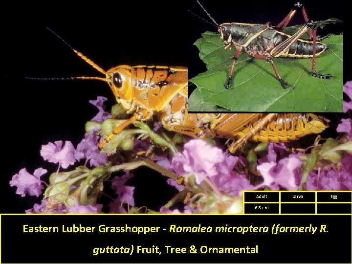 Adult Larva 6 -8 cm Eastern Lubber Grasshopper - Romalea microptera (formerly R. guttata)