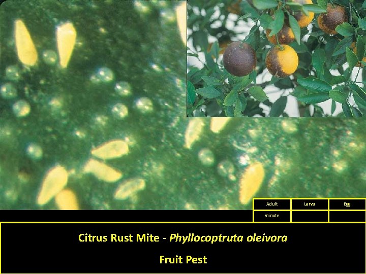 Adult minute Citrus Rust Mite - Phyllocoptruta oleivora Fruit Pest Larva Egg 