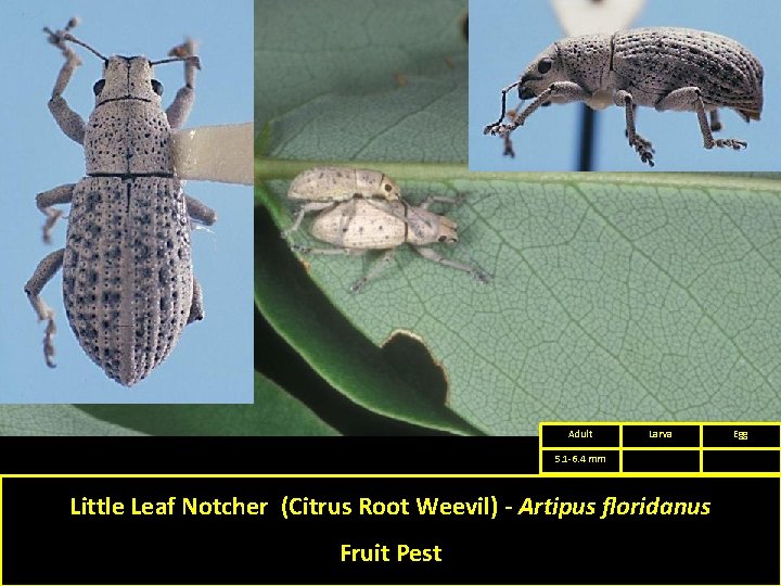 Adult Larva 5. 1 -6. 4 mm Little Leaf Notcher (Citrus Root Weevil) -