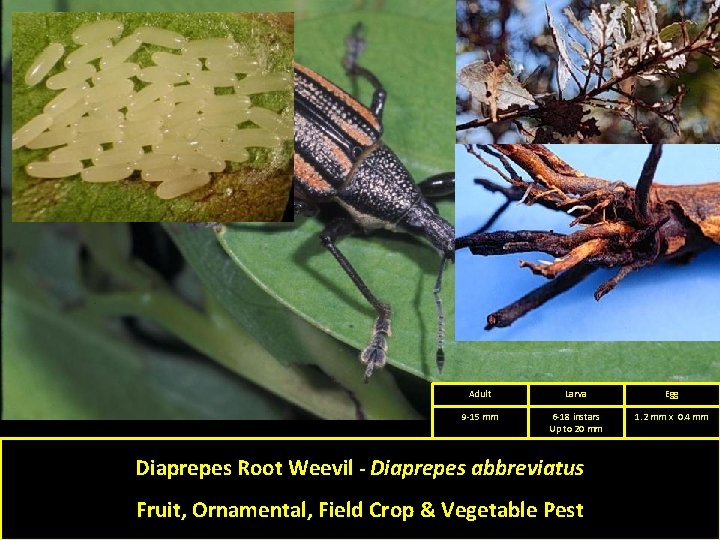 Adult Larva Egg 9 -15 mm 6 -18 instars Up to 20 mm 1.