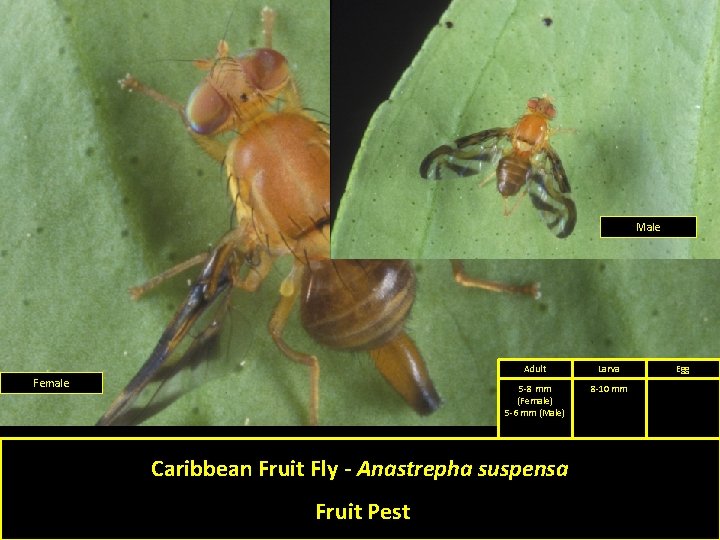 Male Female Adult Larva 5 -8 mm (Female) 5 -6 mm (Male) 8 -10