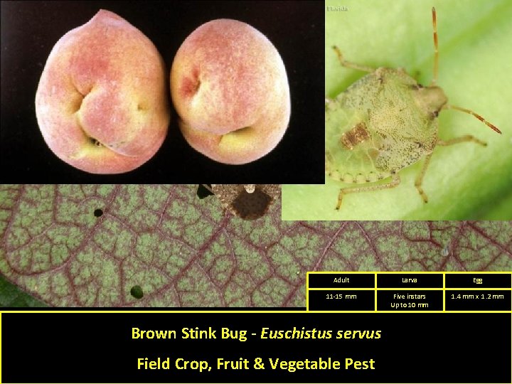 Adult Larva Egg 11 -15 mm Five instars Up to 10 mm 1. 4