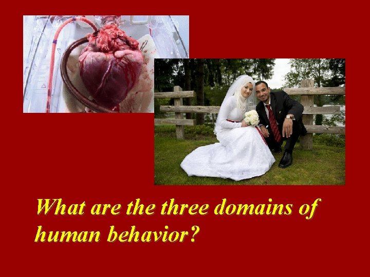 What are three domains of human behavior? 