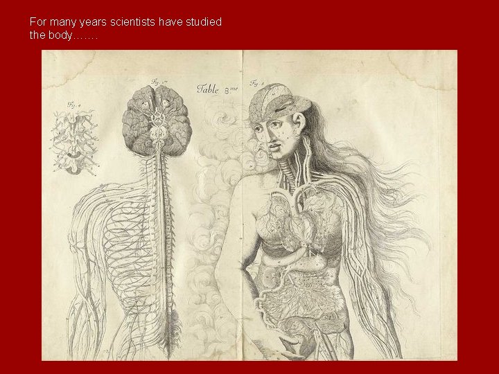 For many years scientists have studied the body……. 