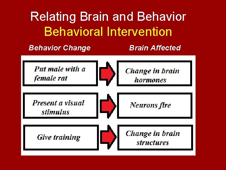 Relating Brain and Behavioral Intervention Behavior Change Brain Affected 