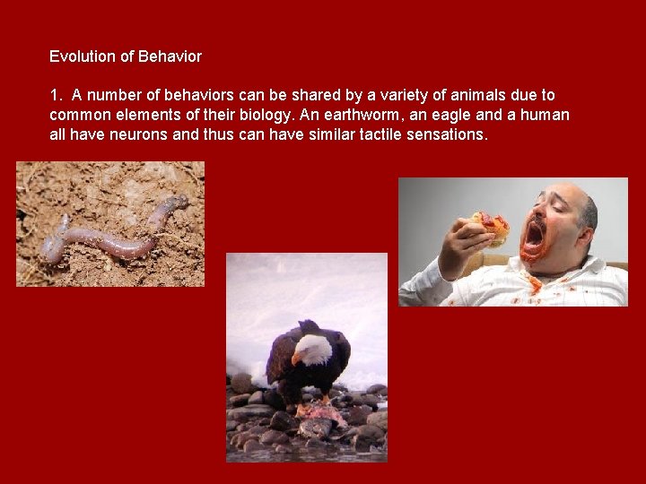 Evolution of Behavior 1. A number of behaviors can be shared by a variety