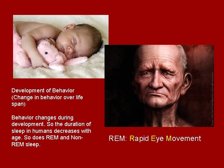 Development of Behavior (Change in behavior over life span) Behavior changes during development. So