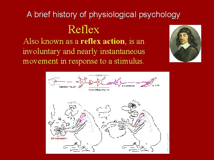 A brief history of physiological psychology Reflex Also known as a reflex action, is