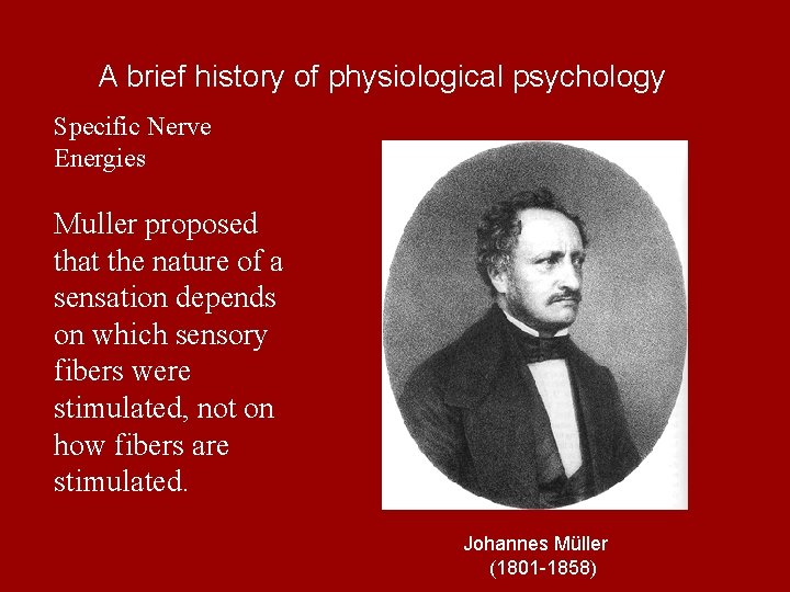 A brief history of physiological psychology Specific Nerve Energies Muller proposed that the nature