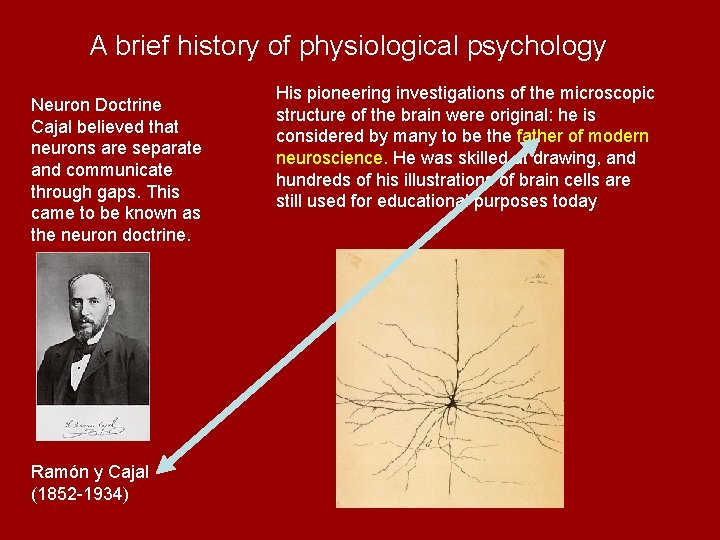 A brief history of physiological psychology Neuron Doctrine Cajal believed that neurons are separate