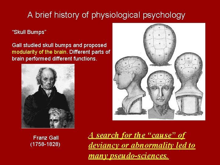 A brief history of physiological psychology “Skull Bumps” Gall studied skull bumps and proposed