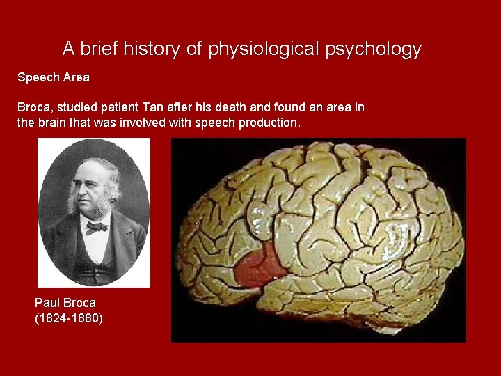 A brief history of physiological psychology Speech Area Broca, studied patient Tan after his