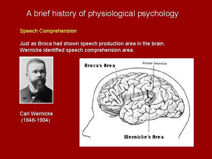 A brief history of physiological psychology Speech Comprehension Just as Broca had shown speech