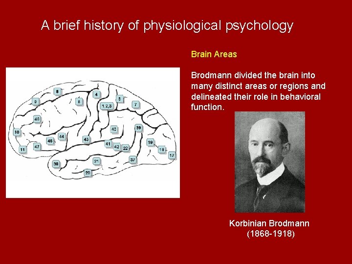 A brief history of physiological psychology Brain Areas Brodmann divided the brain into many