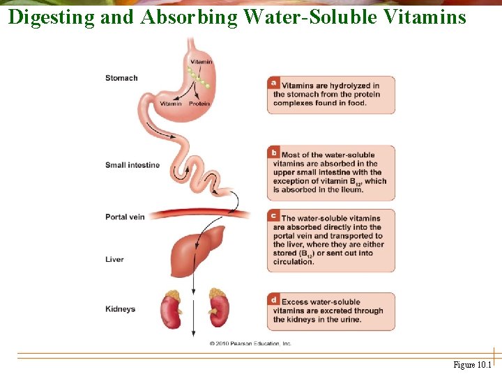 Digesting and Absorbing Water-Soluble Vitamins Figure 10. 1 