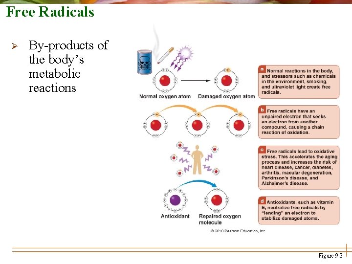 Free Radicals Ø By-products of the body’s metabolic reactions Figure 9. 3 
