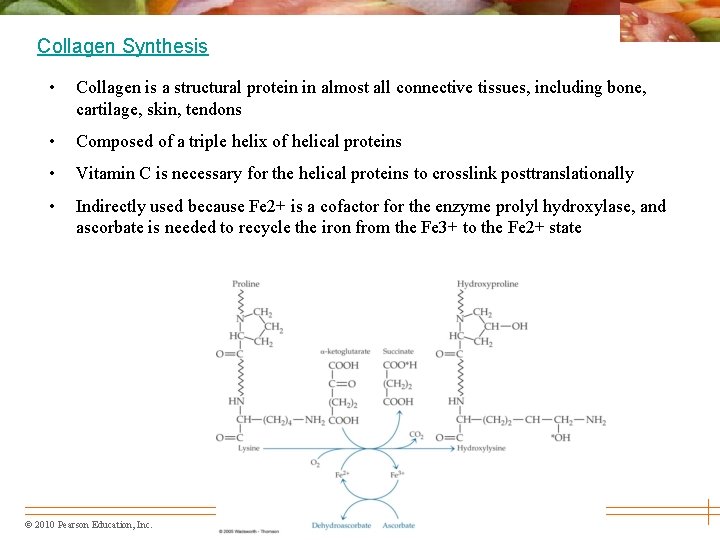 Collagen Synthesis • Collagen is a structural protein in almost all connective tissues, including