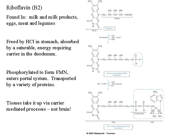 Riboflavin (B 2) Found In: milk and milk products, eggs, meat and legumes Freed