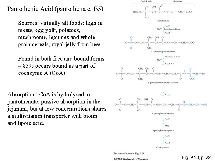 Pantothenic Acid (pantothenate; B 5) Sources: virtually all foods; high in meats, egg yolk,