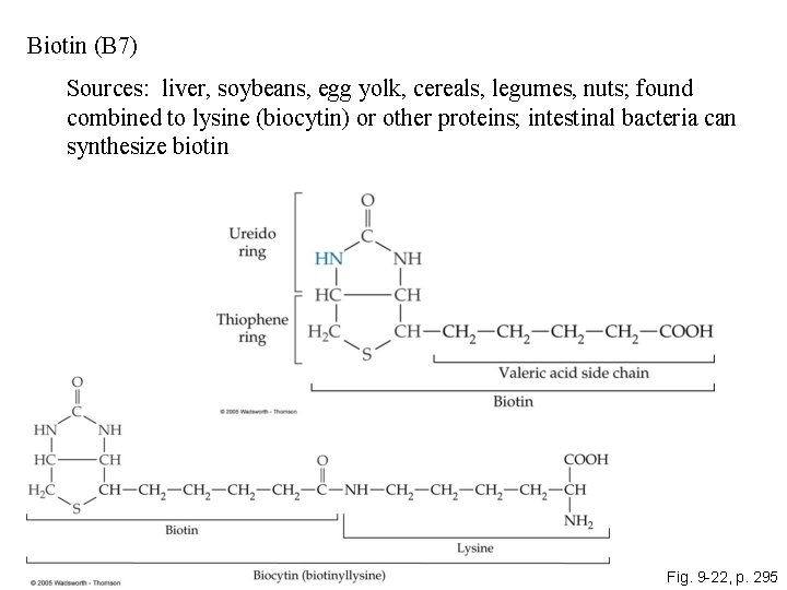 Biotin (B 7) Sources: liver, soybeans, egg yolk, cereals, legumes, nuts; found combined to