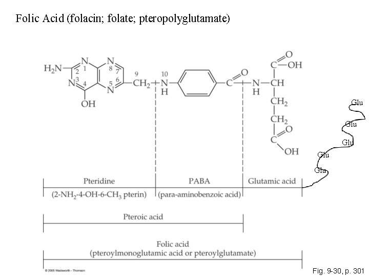 Folic Acid (folacin; folate; pteropolyglutamate) Glu Glu Glu Fig. 9 -30, p. 301 