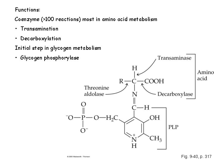 Functions: Coenzyme (>100 reactions) most in amino acid metabolism • Transamination • Decarboxylation Initial