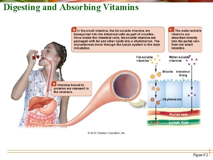 Digesting and Absorbing Vitamins Figure 9. 2 