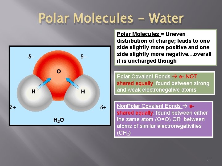 Polar Molecules - Water Polar Molecules = Uneven distribution of charge; leads to one