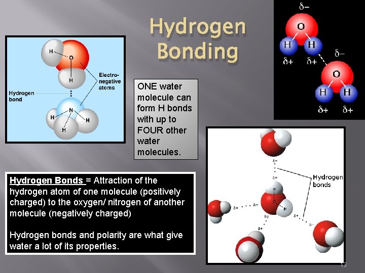 Hydrogen Bonding ONE water molecule can form H bonds with up to FOUR other